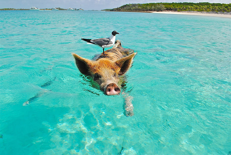 All Inclusive Vacation 