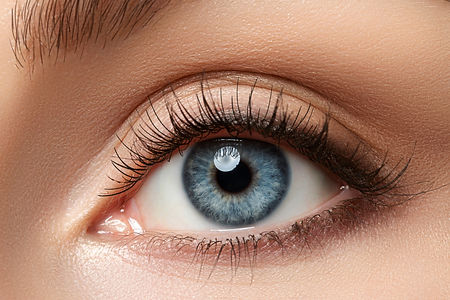 1-Eyelid.jpeg