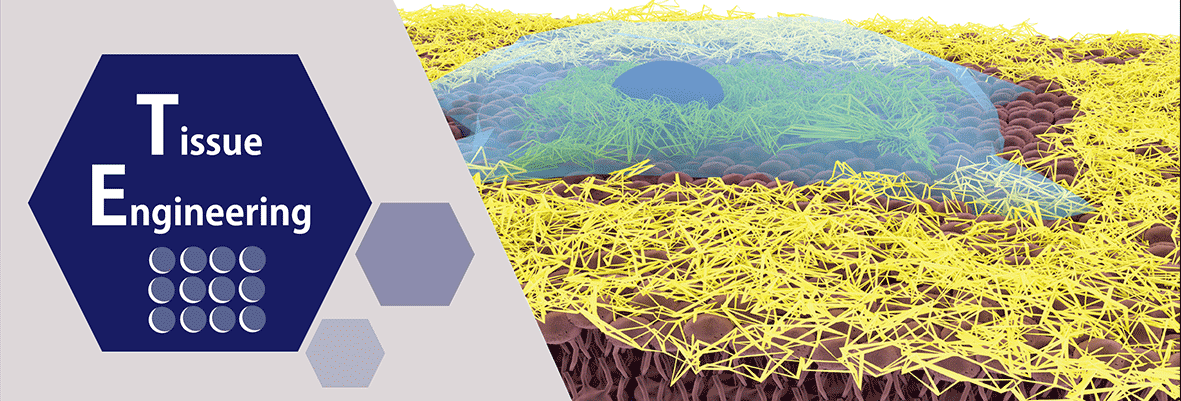 9-Tissue-Engineering-2.gif