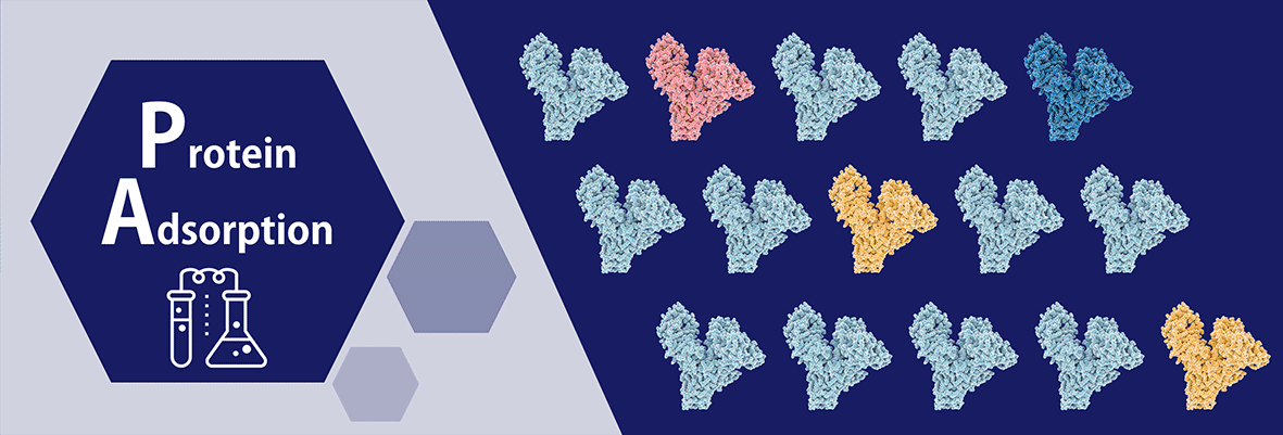 4-Protein-Adsorption-2.gif