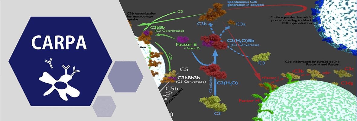 5-CARPA-2.gif