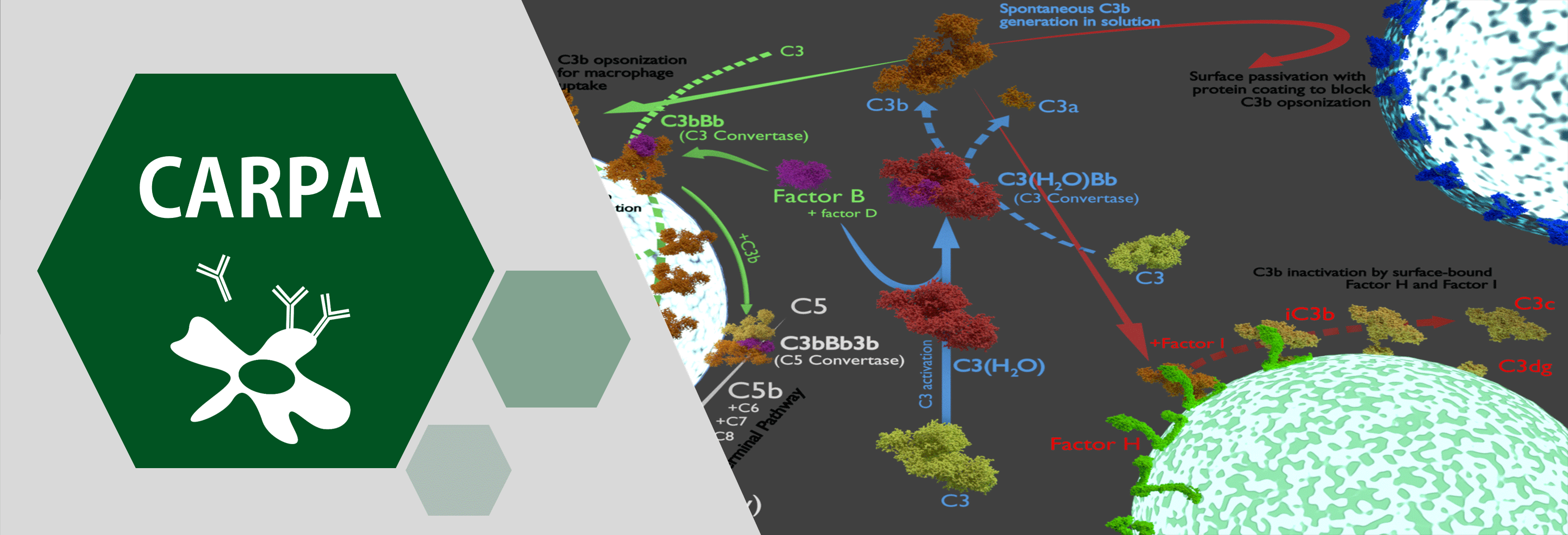 5-CARPA-poster.gif