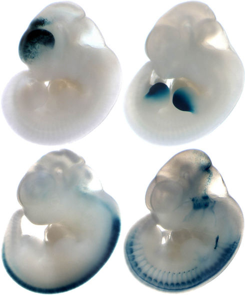Embryos.jpg
