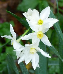 narcissus tazetta flowers2(1).jpg