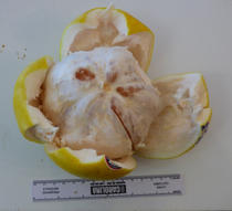 Citrus%20maxima%202.jpg