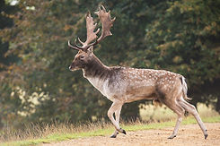 fallow4.jpg