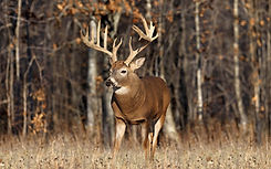 whitetail-buck-wallpaper-fresh-whitetail