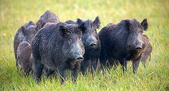 pig3.jpg