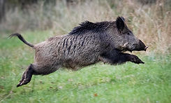 pig1.jpg