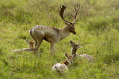 fallow2.jpg