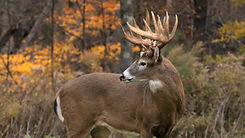High_resolution_wallpaper_background_ID_