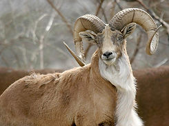 urial2_edited.jpg