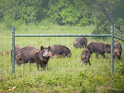 pig4.jpg
