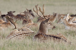 fallow3.jpg