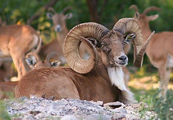 urial1.jpg
