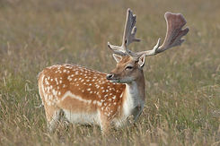 fallow1.jpg