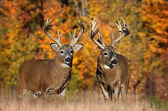 free-trophy-whitetail-deer-pictures_1179