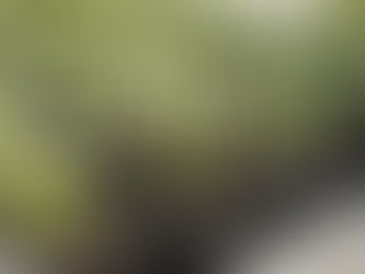 ALLOS celebra o Dia da Árvore com ações sustentáveis