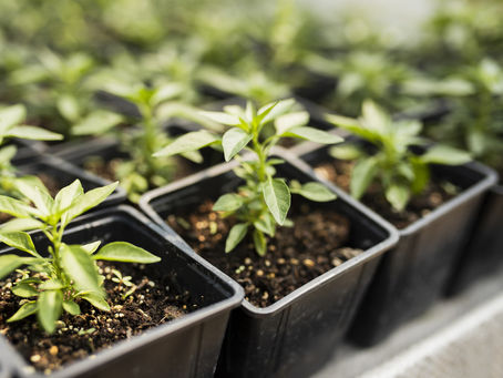 ALLOS celebra o Dia da Árvore com ações sustentáveis