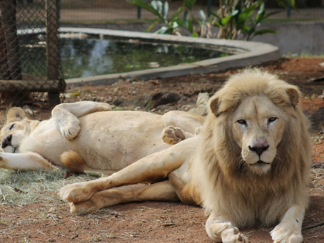 a rotina dos leões brancos Mafu e Pretória