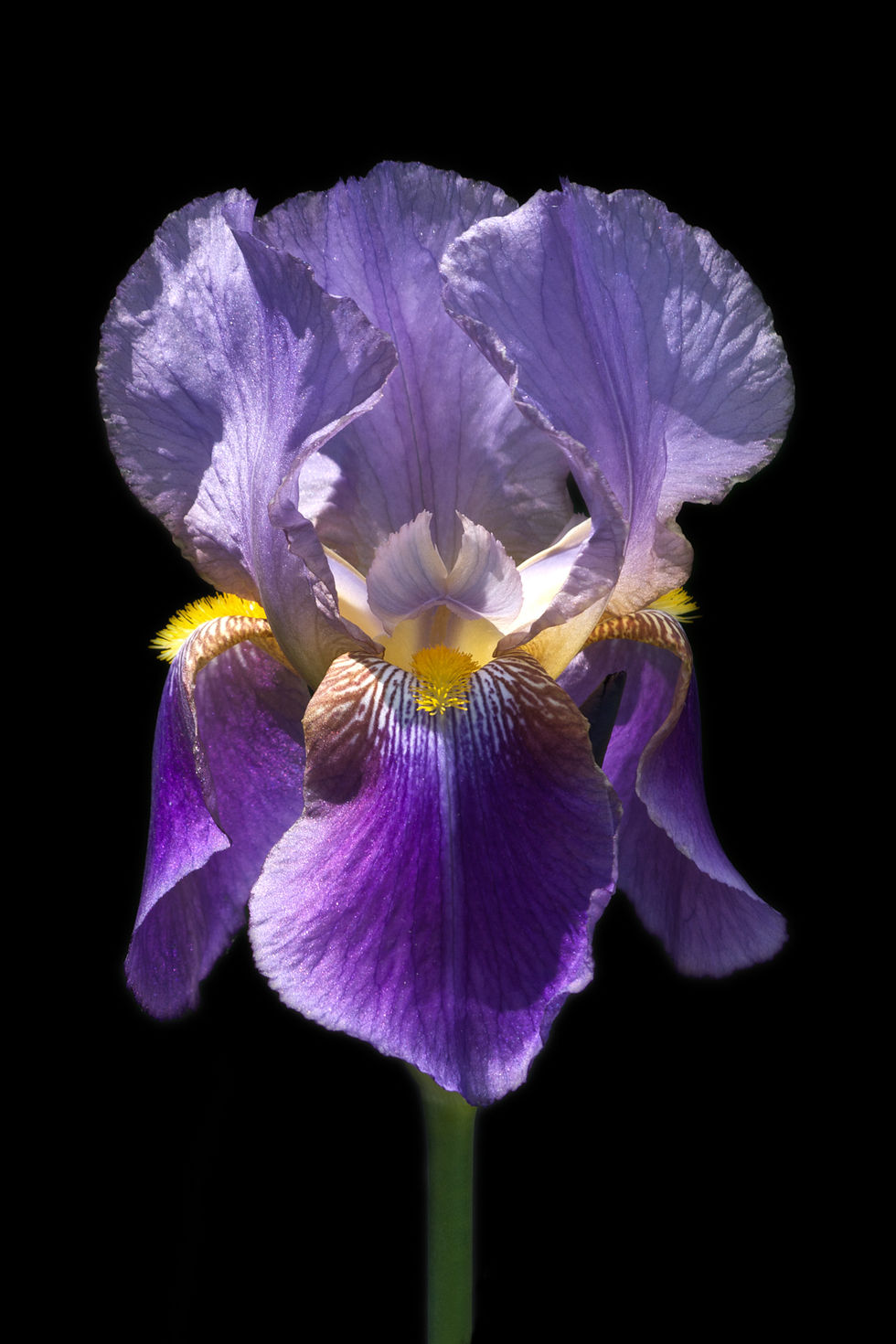 Purple Iris 12x18
