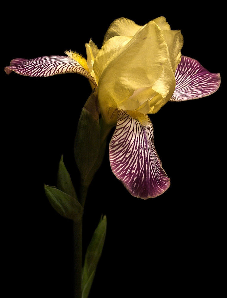 yellow_purple iris_
