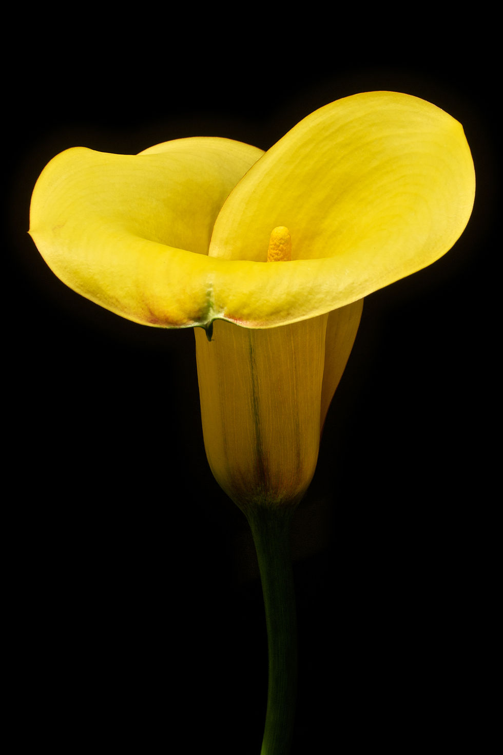 Yellow Calla 12x18 3880 Canson Infinity Baryta
