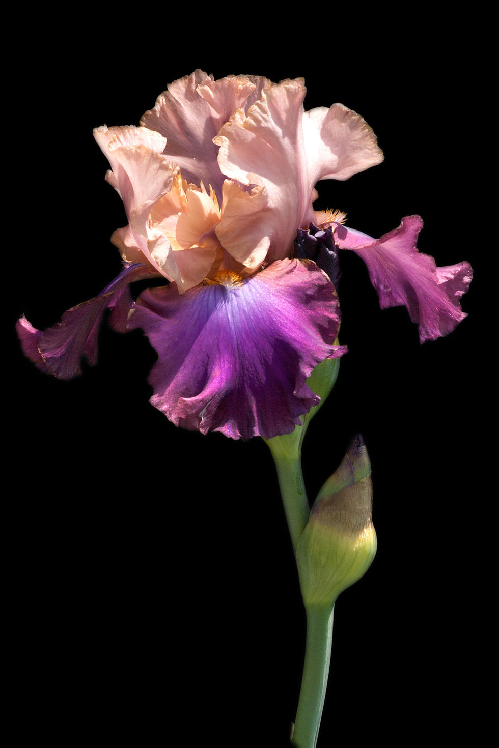 pink iris 12x18