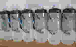 The Bicycle Pedlar - Camelbak bottles