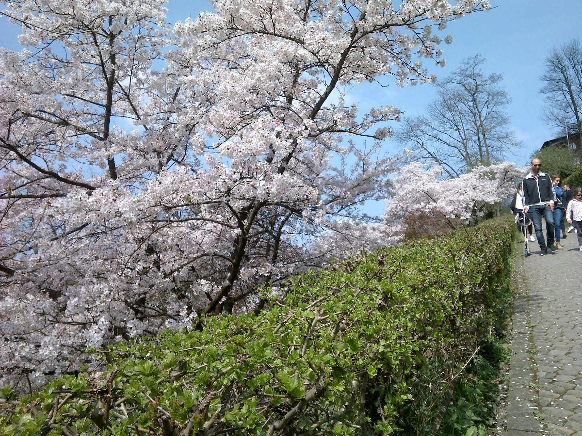 955FF_image_10