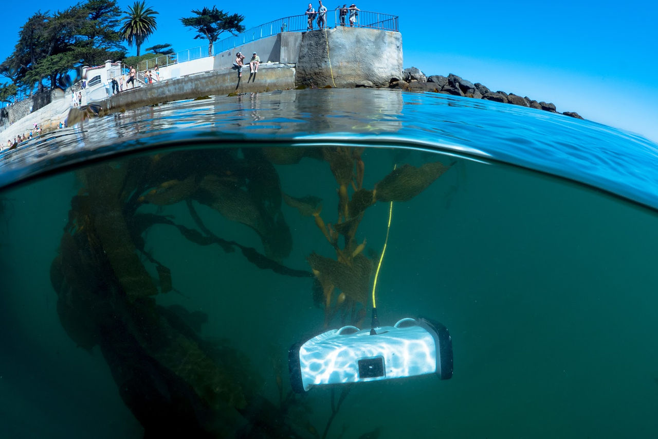 Trident-Under-Kelp-Close