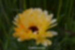 Yellow flower