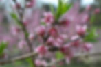 Cherry blossoms