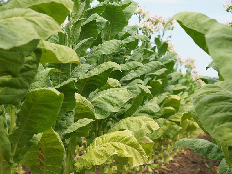 Thumbnail: Bath Bomb Fizzie Dust -Tobacco & Bay Leaf