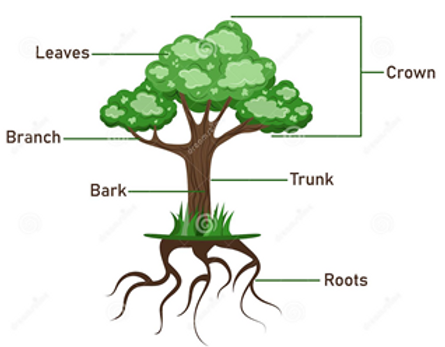 Tree parts & how to cut down