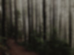 Forest Path_edited.jpg
