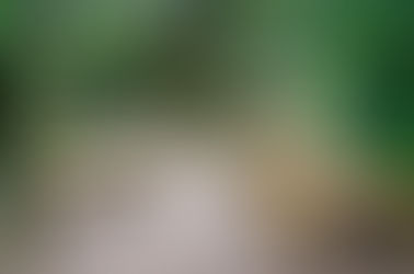 Paseo Familiar | Las Tortugas En Utuado