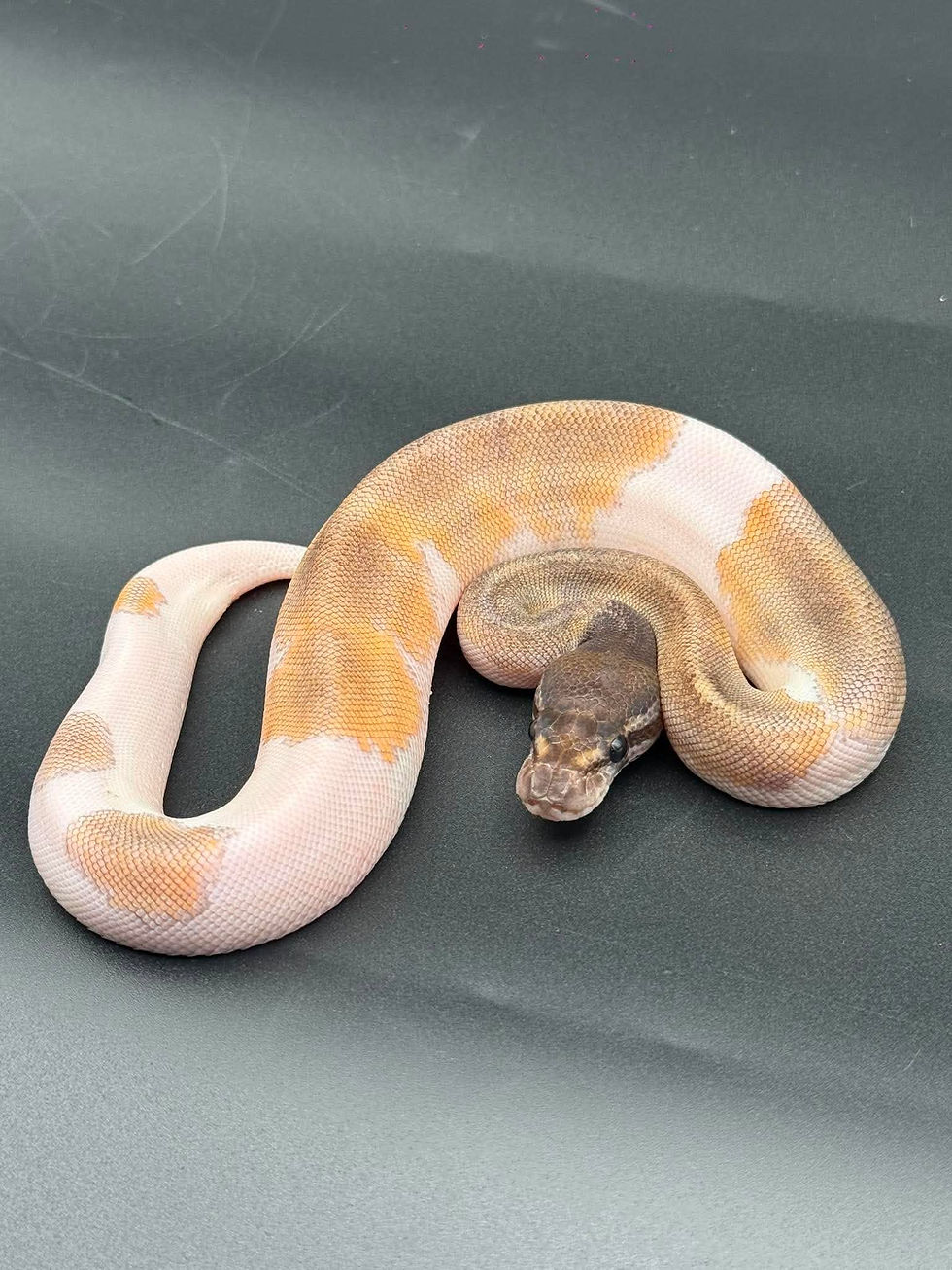 Thumbnail: Mojave pied