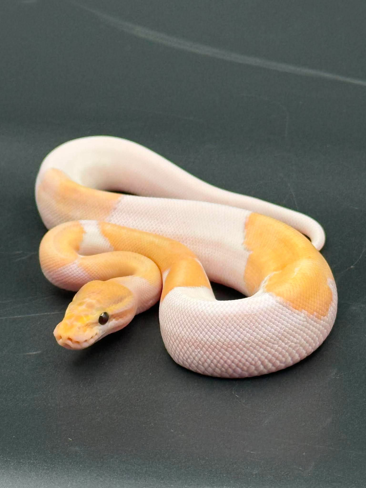 Coral Glow Mojave Pied