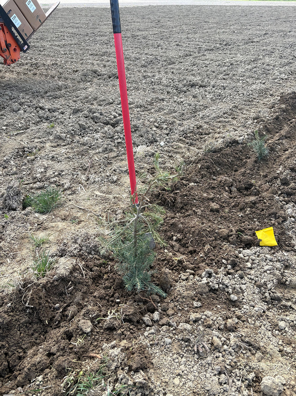 Concolor Fir tree transplant
