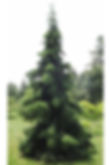 Berliners Weeper Serbian Spruce