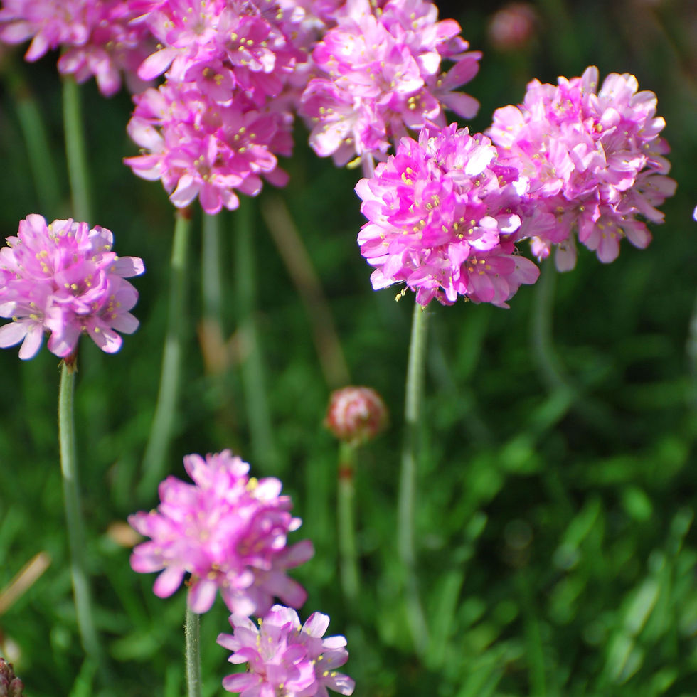 Armeria (Thrift Rose)