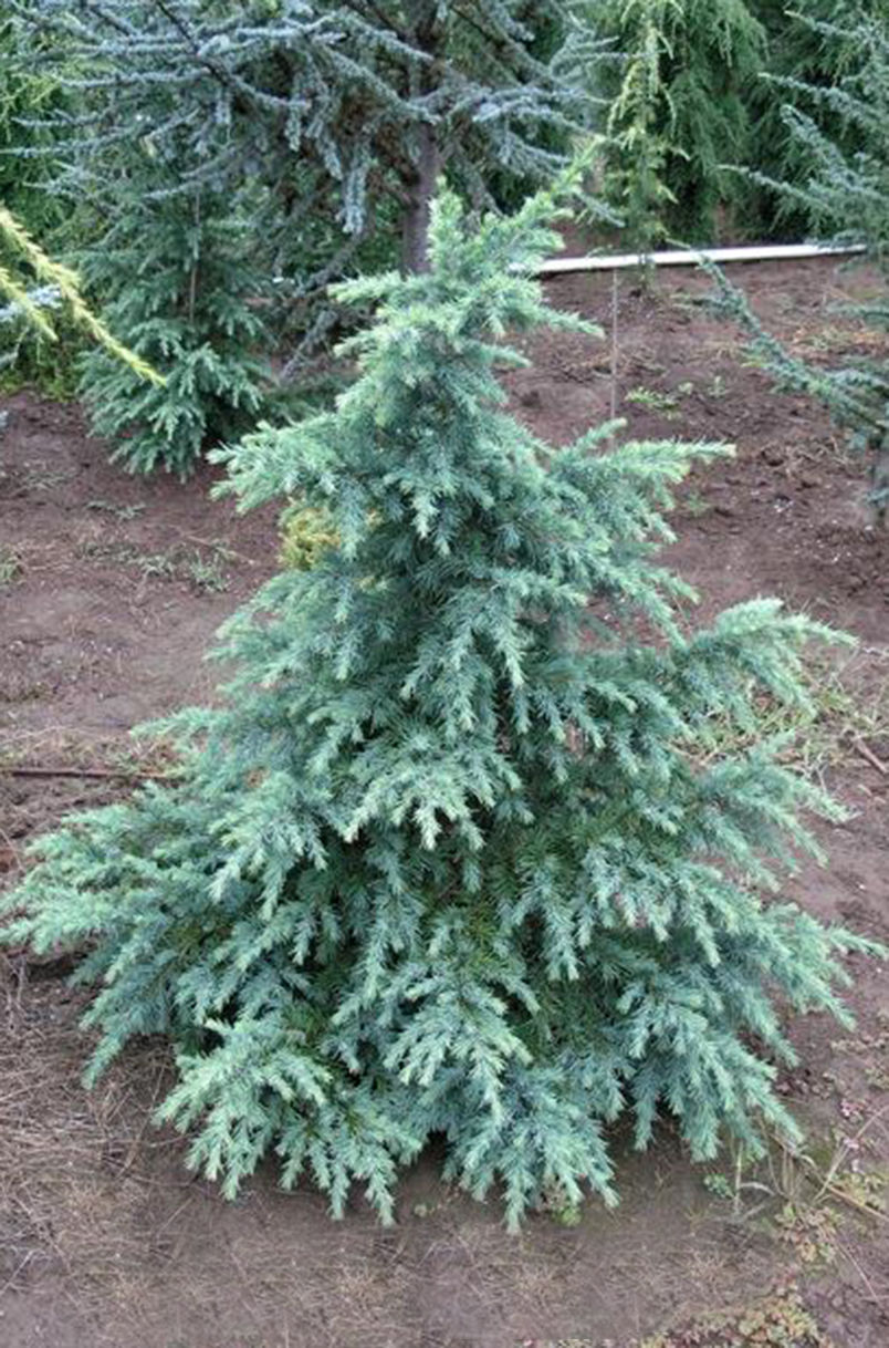 Deodara Divinely Blue Cedar