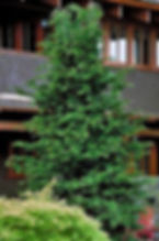 Slender Hinoki Cypress