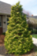 Golden Hinoki Cypress