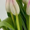 Thumbnail: Tulips