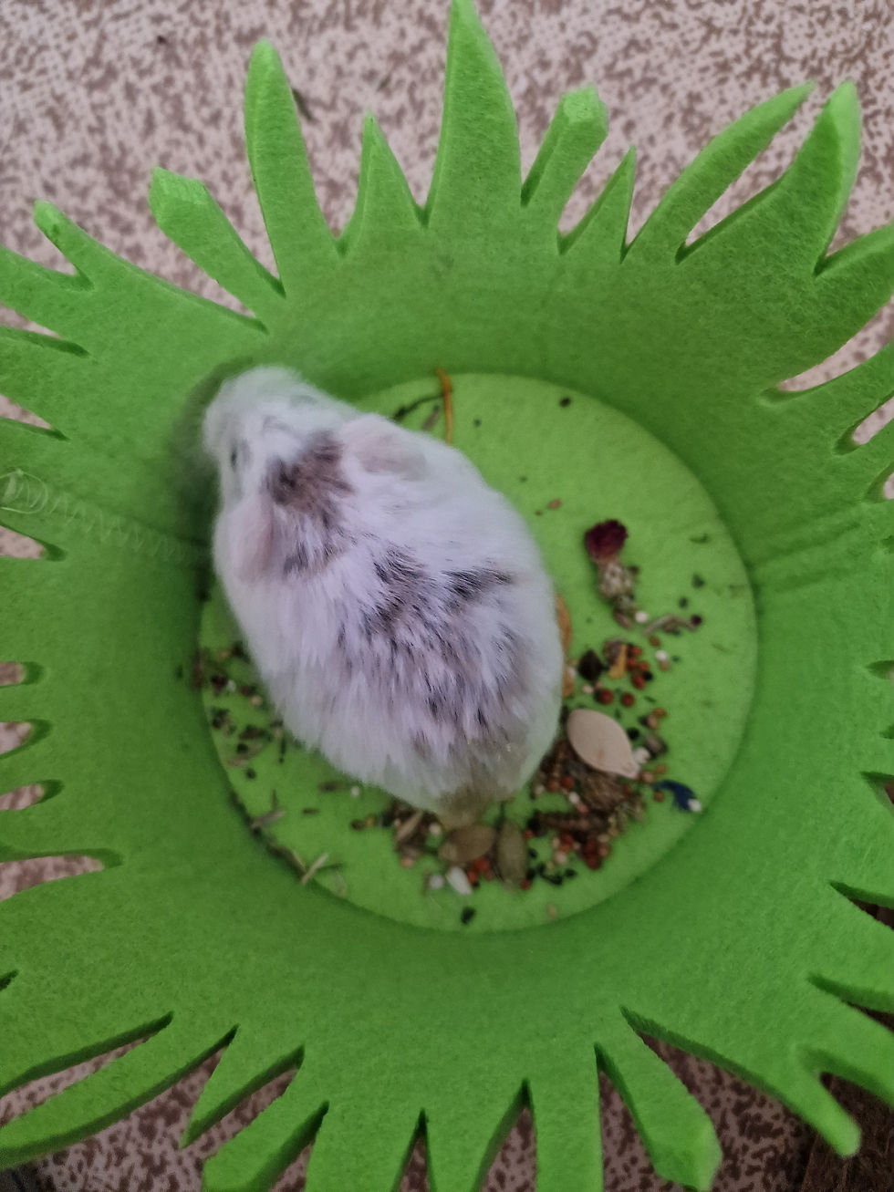Pascal