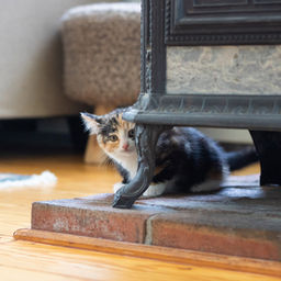 Modificación de conducta en gatos (III) «Técnicas de exposición con prevención de respuesta (EPR)»