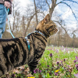 Los paseos con pretal y correa, ¡son posibles!