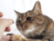 AdobeStock_24605879.jpeg